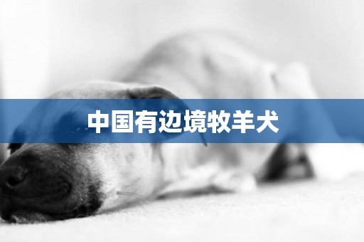 中国有边境牧羊犬